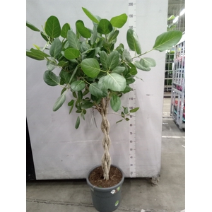 Ficus benghalensis 'Audrey'