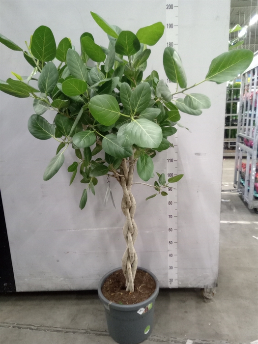 <h4>Ficus benghalensis 'Audrey'</h4>