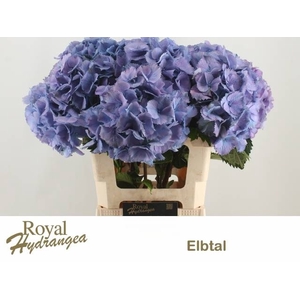 HYDR M ELBTAL BL