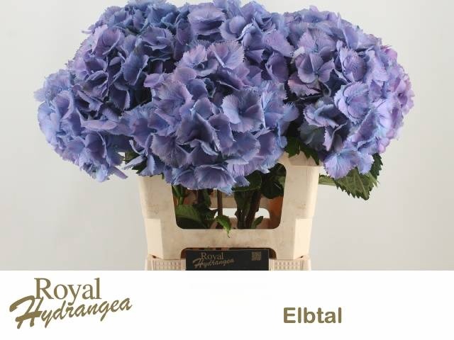 <h4>HYDR M ELBTAL BL</h4>