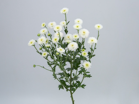 <h4>CRIS CALIMERO SNOW 070 CM</h4>
