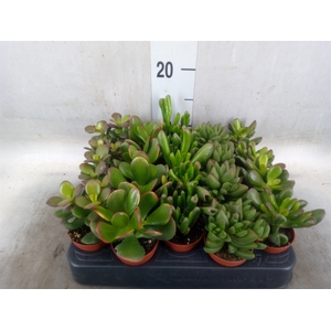 Crassula   ...mix