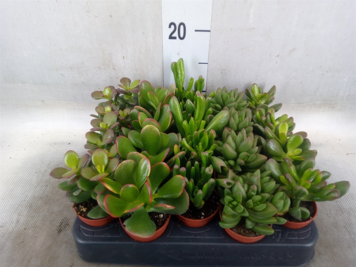 <h4>Crassula   ...mix</h4>