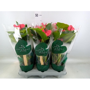 Anthurium andr. 'Melito'