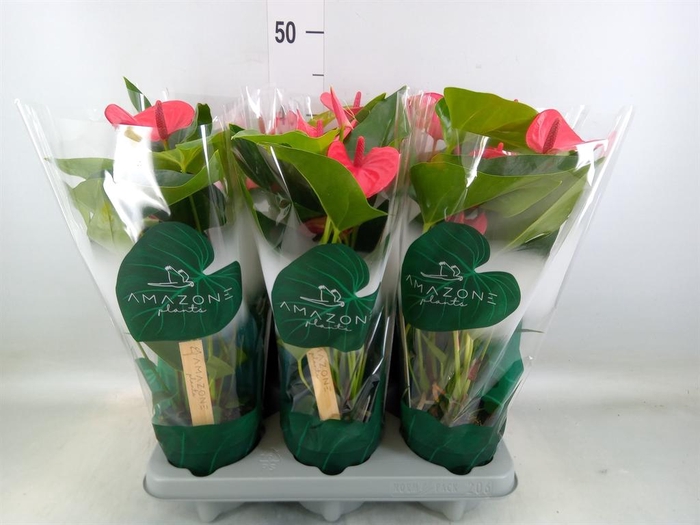 <h4>Anthurium andr. 'Melito'</h4>