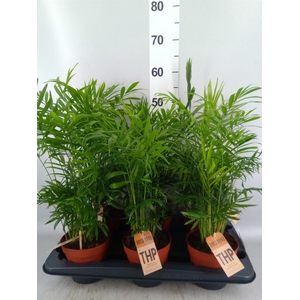 Chamaedorea elegans
