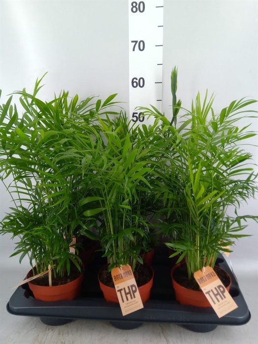 <h4>Chamaedorea elegans</h4>