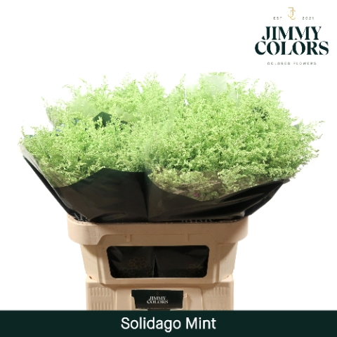 Solidago L80 Klbh. Mint