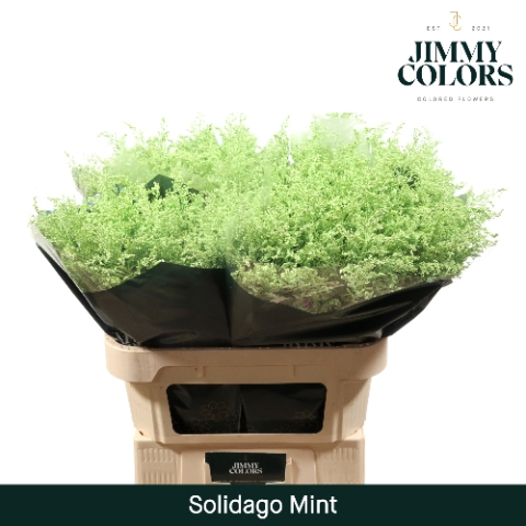 <h4>Solidago L70 Mint</h4>