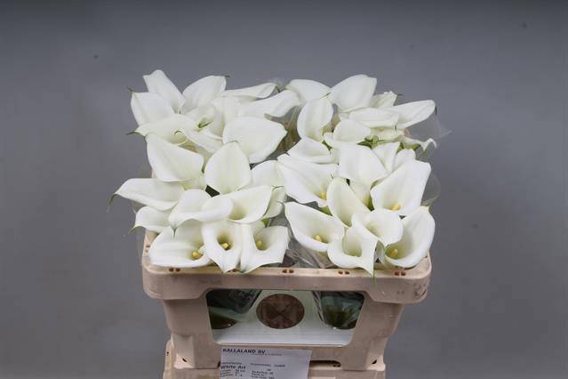 <h4>ZANT WHITE ART</h4>