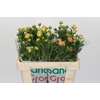 Ranunculus Magical Caramel