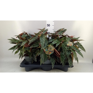 Begonia BD mac. 'Spotlight Green'