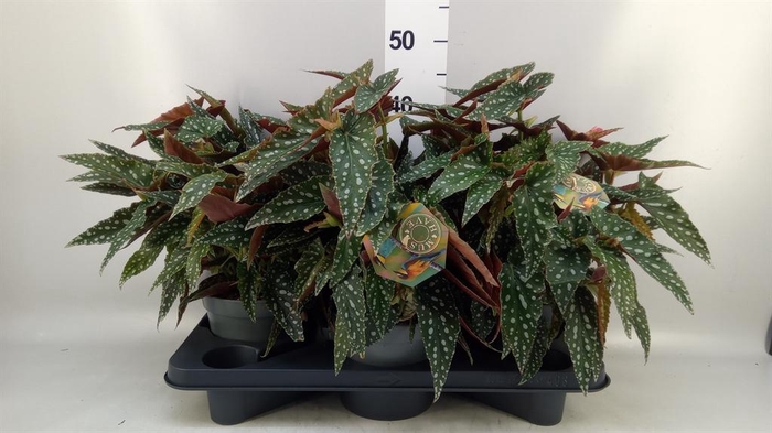 <h4>Begonia BD mac. 'Spotlight Green'</h4>