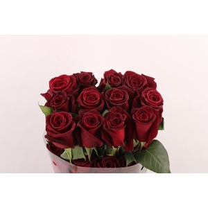R Gr Black Baccara