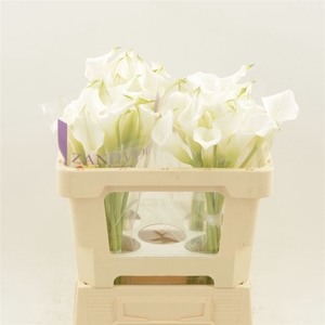 Calla White Mambo