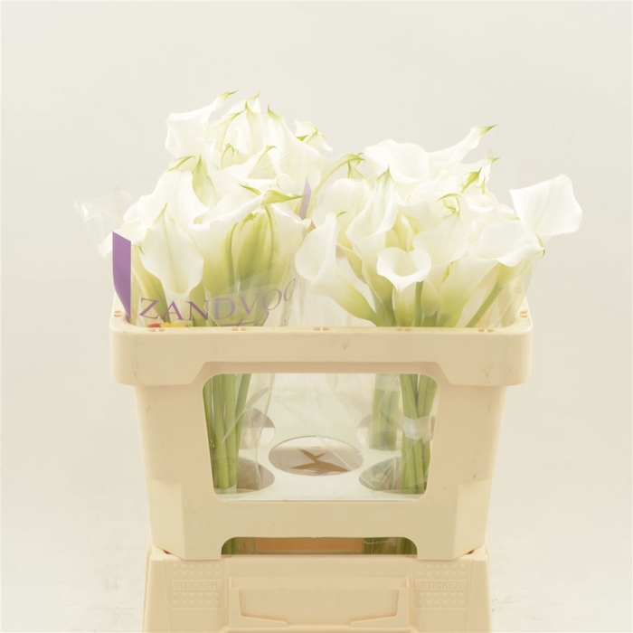 <h4>Calla White Mambo</h4>
