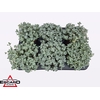 arr8 Sedum Sp Cape Blanco