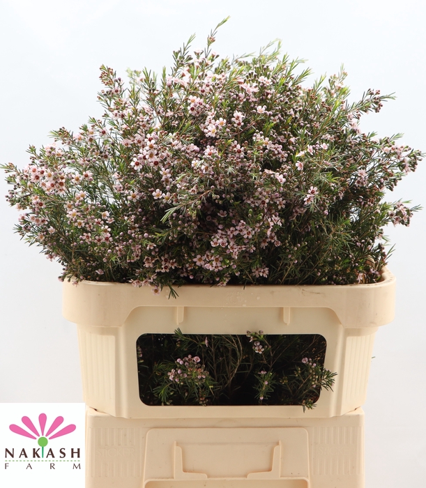 <h4>Cham Un Romi</h4>