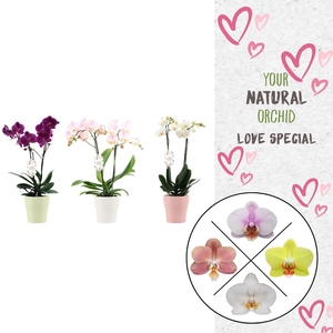 Phal. 2 spike Love Mix in keramiek