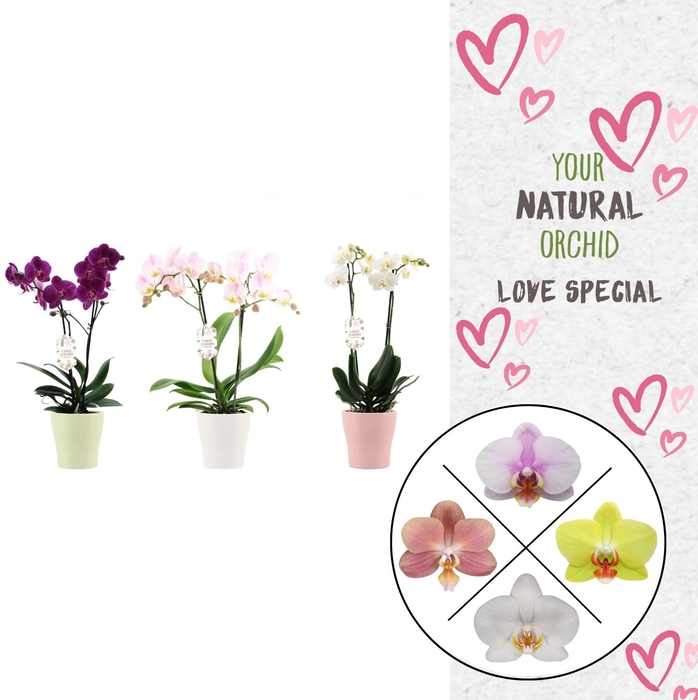 <h4>Phal. 2 spike Love Mix in keramiek</h4>