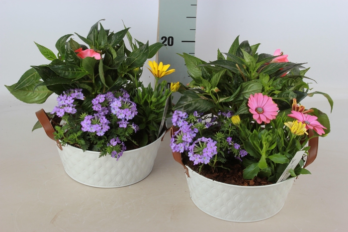 <h4>ARR TUINPLANTEN</h4>