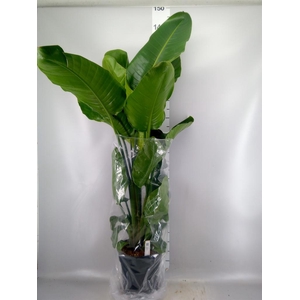 Strelitzia nicolai