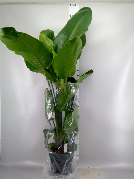 <h4>Strelitzia nicolai</h4>