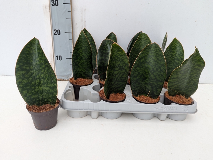 SANSEVIERIA GRANDIS