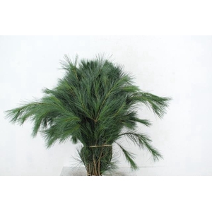 PINUS STROBUS PER STEM 80CM