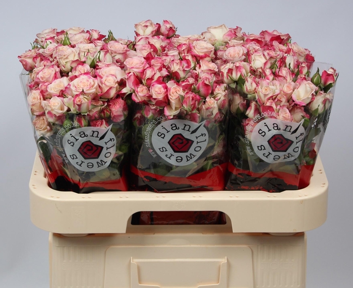 <h4>R TR REFLEX</h4>