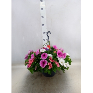 Petunia   ...mix in pot