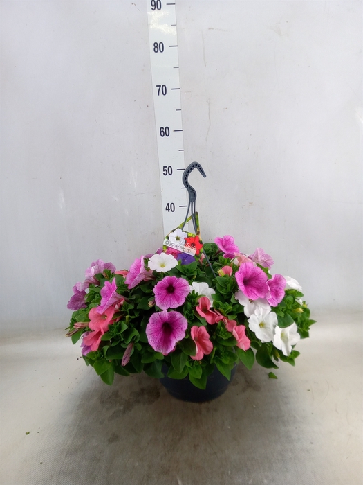 <h4>Petunia   ...mix in pot</h4>