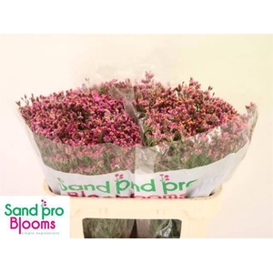 LIM SIN TIFFANY DIAM