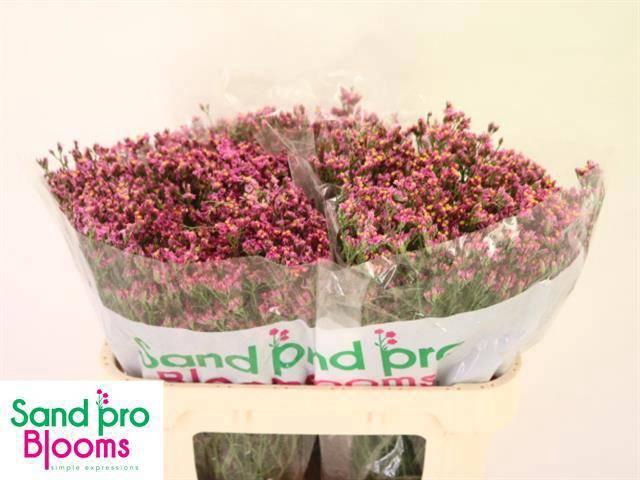 <h4>LIM SIN TIFFANY DIAM</h4>