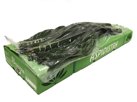 <h4>ASPIDISTRA 80 V P</h4>