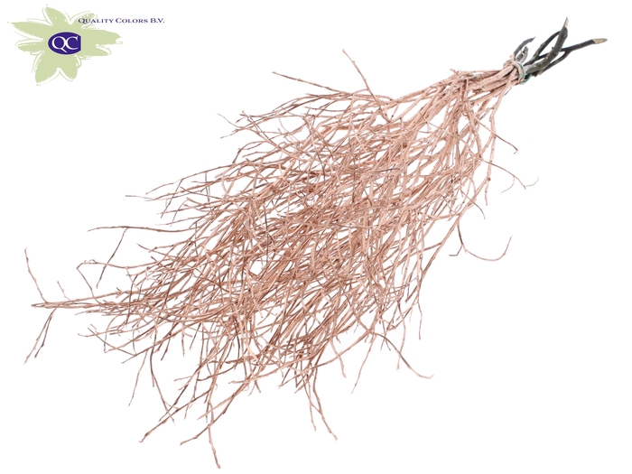 Huckelberry per bunch Copper