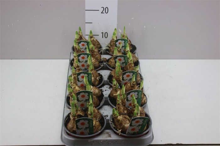 <h4>Narcis Bernett Browning</h4>