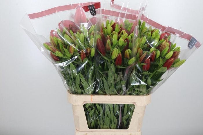 <h4>Li Az Ducati</h4>