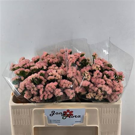 <h4>Lim S Peach Wings</h4>
