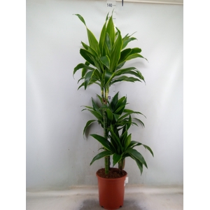 Dracaena fr de 'Art'