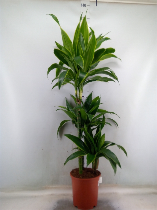 <h4>Dracaena fr de 'Art'</h4>