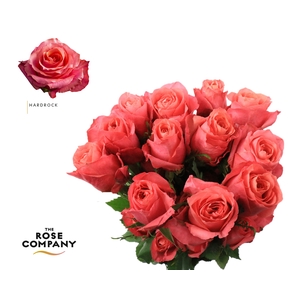 Rosa Ec Hardrock