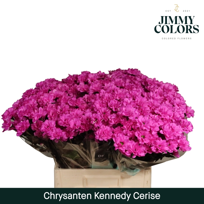 <h4>Chr T Kennedy Cerise</h4>