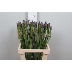 Iris G Cup Race Blue