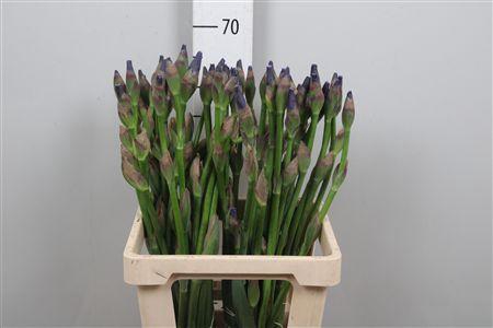 <h4>Iris G Cup Race Blue</h4>