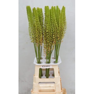 EREMURUS ORANGE PRIN