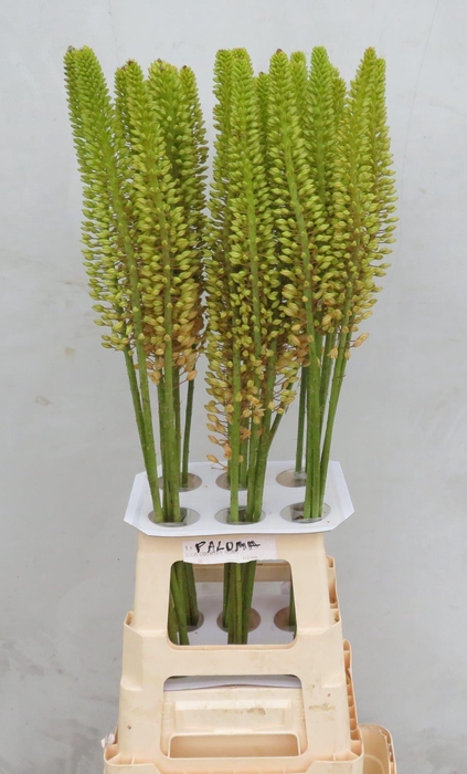<h4>EREMURUS ORANGE PRIN</h4>