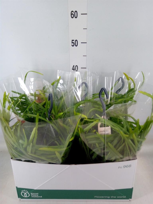 <h4>Rhipsalis ...</h4>