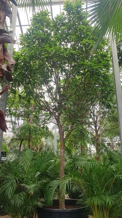 <h4>Ficus Amstel King</h4>