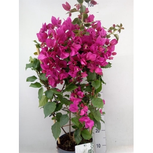 Bougainvillea  'Sanderiana'